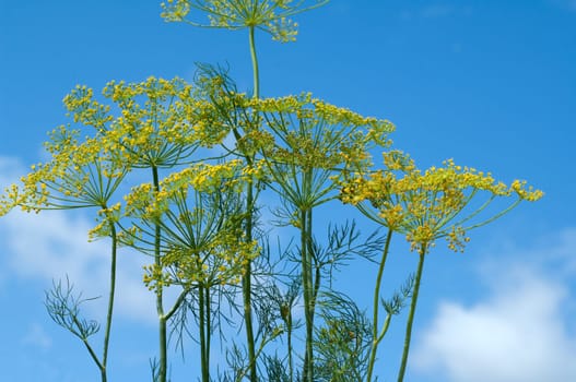 Dill  Anethum graveolens  Dilldolde  Blueten