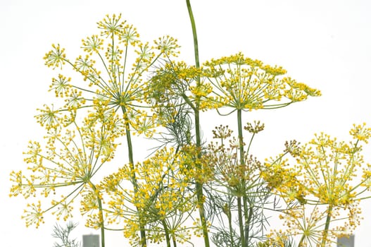 Dill  Anethum graveolens  Dilldolde  Blueten