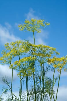 Dill  Anethum graveolens  Dilldolde  Blueten