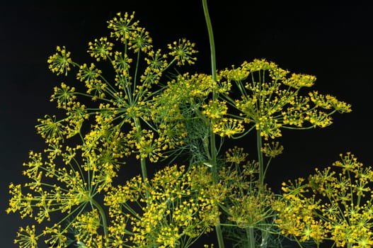 Dill  Anethum graveolens  Dilldolde  Blueten
