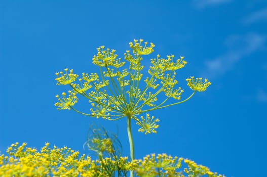 Dill  Anethum graveolens  Dilldolde  Blueten