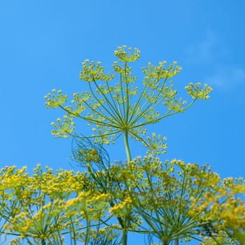 Dill  Anethum graveolens  Dilldolde  Blueten