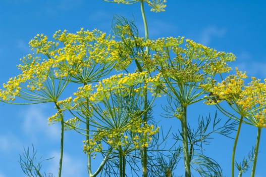 Dill  Anethum graveolens  Dilldolde  Blueten