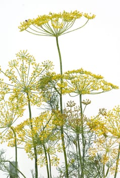 Dill  Anethum graveolens  Dilldolde  Blueten