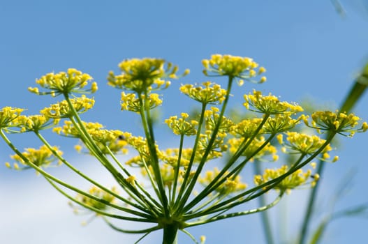 Fenchel  Foeniculum Vulgare  Kuechenkraut, heilpflanze