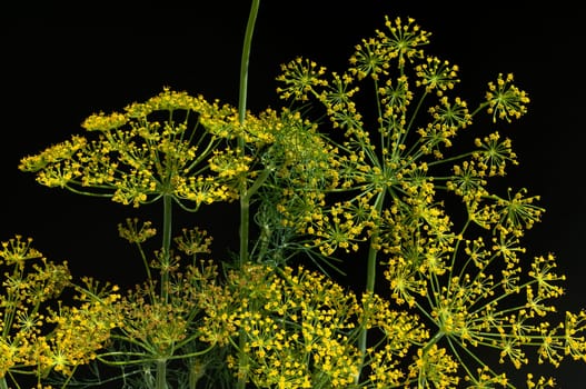 Dill  Anethum graveolens  Dilldolde  Blueten