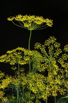 Dill  Anethum graveolens  Dilldolde  Blueten