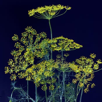 Dill  Anethum graveolens  Dilldolde  Blueten