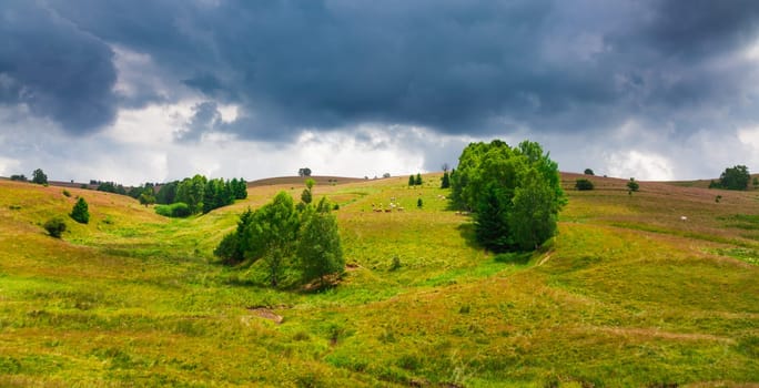 Cows grazing on a slope in Semenic Mountains, Romania.