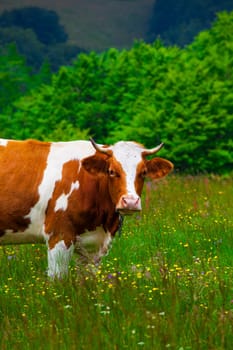 Cows grazing on a slope in Semenic Mountains, Romania.