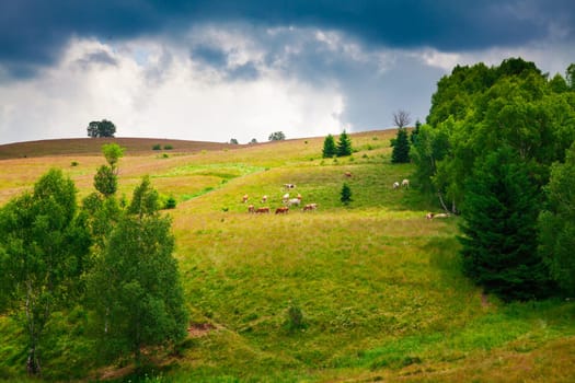 Cows grazing on a slope in Semenic Mountains, Romania.