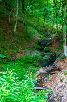 Stream in the green forests of Semenic Mountains, Romania.