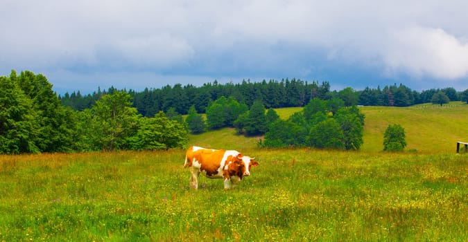 Cows grazing on a slope in Semenic Mountains, Romania.