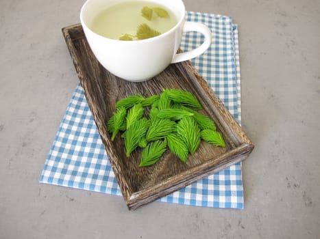 Young spruce tips tea, herbal tea from fresh may shoots