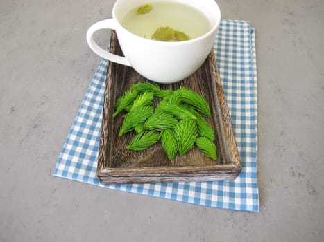 Young spruce tips tea, herbal tea from fresh may shoots