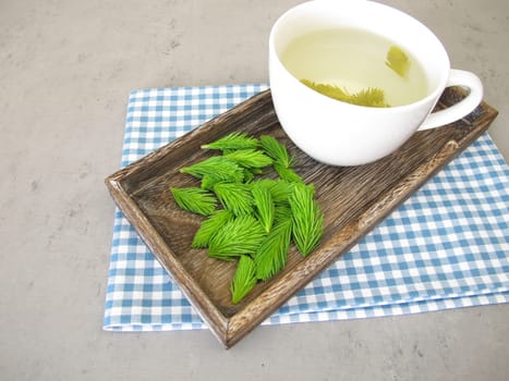 Young spruce tips tea, herbal tea from fresh may shoots