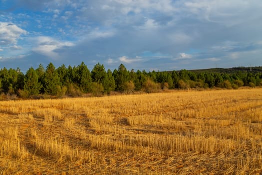 view of a crop field in the north of Spain