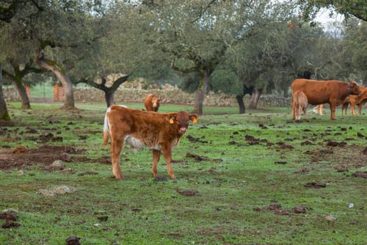 Cattle in a meadow near Caceres. Extremadura, Spain.