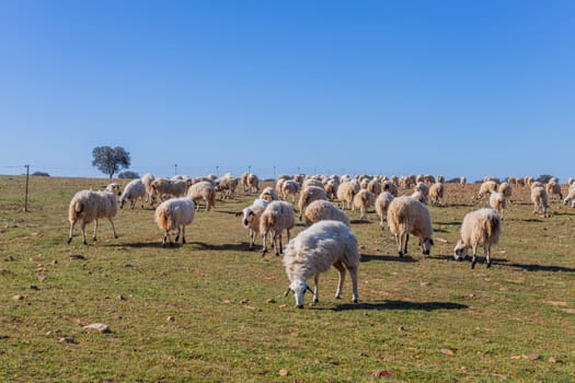 Sheeps pacing peacefully in the fields of Zamora countryside. Spain