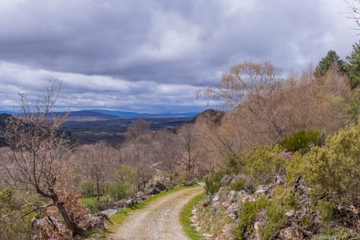 The road in the Camino de Santiago pilgrimage, crossing a green forest