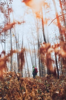Woman with backpack wandering around a forest on autumn cold day. Back view of middle age active woman going along forest path actively spending time