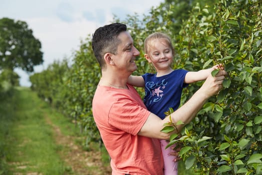 Father showing her daughter cherries growing in a orchard