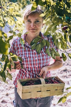 Woman picking cherries in orchard. Gardener working in garden. Farmer holding basket with ripe fruits