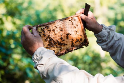 Beekeeper working in apiary, drawing out the honeycomb with bees and honey on it from a hive