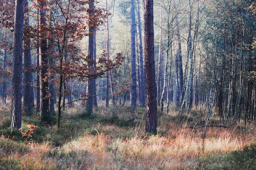 Forest in autumn season. Colorful foliage on trees lit by morning sunlight. Natural nature forest landscape in autumn warm sunlight day