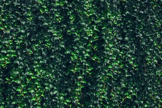 Green leaves pattern background. Natural background and wallpaper. Small green leaves texture. Clean environment. Ornamental plant in the garden. Eco wall. Organic natural background