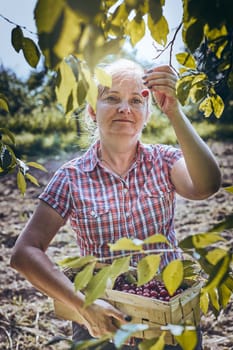 Woman picking cherries in orchard. Gardener working in garden. Farmer holding basket with ripe fruits
