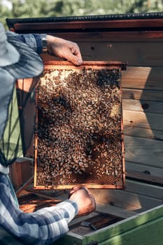 Beekeeper working in apiary. Drawing out the honeycomb from the hive with bees and honey on comb. Real people, authentic situations