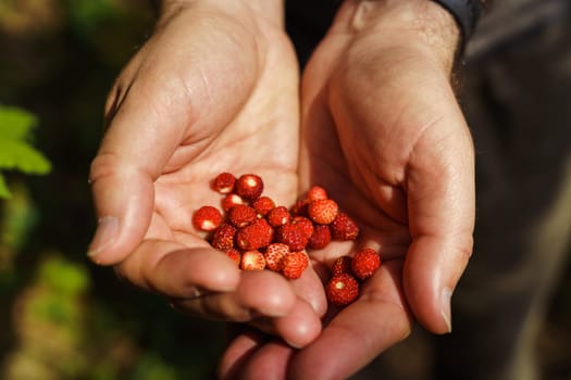 Men's hands hold freshly picked ripe wild strawberries. Fragaria vesca, commonly called woodland strawberry, Alpine strawberry, Carpathian strawberry or European strawberry.