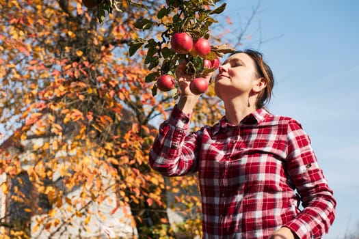 Woman picking ripe apples on farm. Farmer grabbing apples from tree in orchard. Fresh healthy fruits ready to pick on fall season. Agricultural industry. Harvest time in countryside