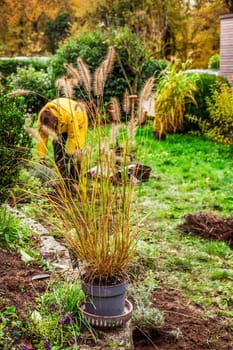 Spring gardening - Ornamental grasses in flowerpot for transplanting into composted soil