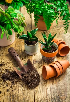 Spring gardening concept - gardening tools with plants, flowerpots and soil