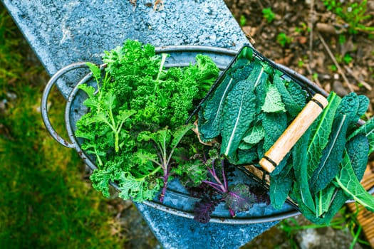 Winter kale vegetables - cold-resistant variety of vegetable garden. Palm or dinosaur, bumpy leaf cabbage or kale, Nero di Toscana (Brassica oleracea)