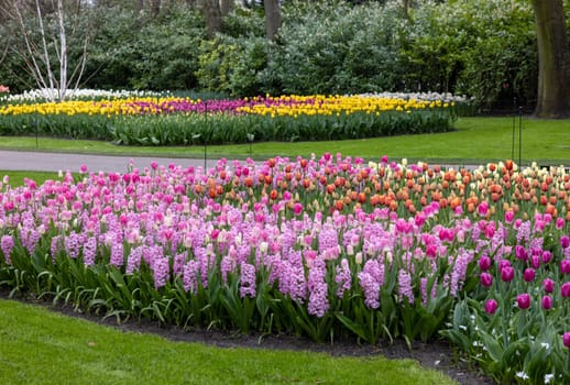 Colorful flowers in the Keukenhof Garden in Lisse, Holland, Netherlands.
