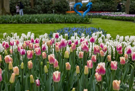 Colorful flowers in the Keukenhof Garden in Lisse, Holland, Netherlands.
