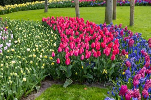 Colorful flowers in the Keukenhof Garden in Lisse, Holland, Netherlands.
