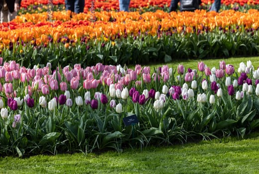 Colorful tulips in the Keukenhof Garden in Lisse, Holland, Netherlands.