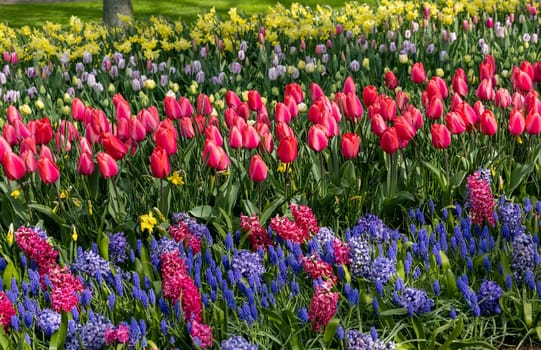 Colorful flowers in the Keukenhof Garden in Lisse, Holland, Netherlands.