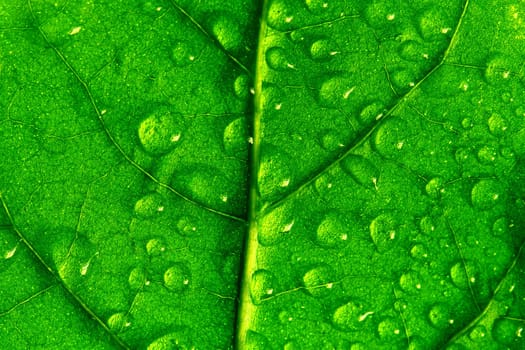 waterdrops on green plant leaf macro