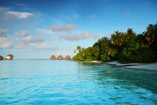maldives landscape ocean palm sky