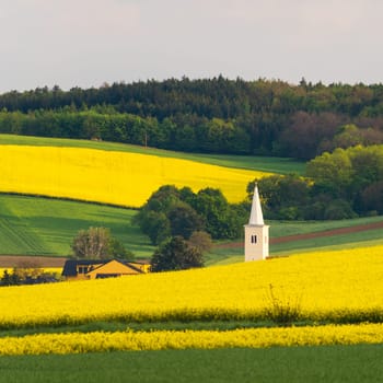 Canola and the church tower behind