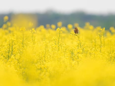 Stonechat in the canola field