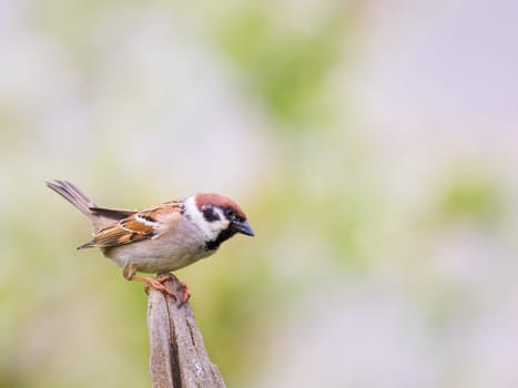 House Sparrow Passer Domesticus On Fence