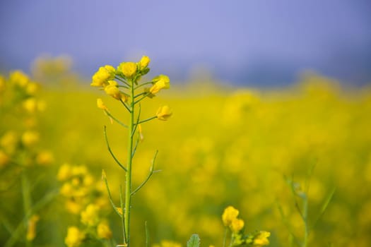 Close-up Focus A Beautiful  Blooming  Yellow rapeseed flower  with blurry background