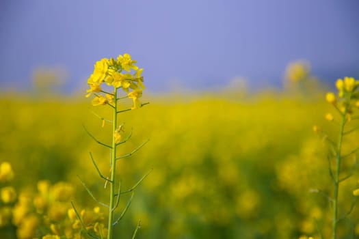 Close-up Focus A Beautiful  Blooming  Yellow rapeseed flower  with blurry background