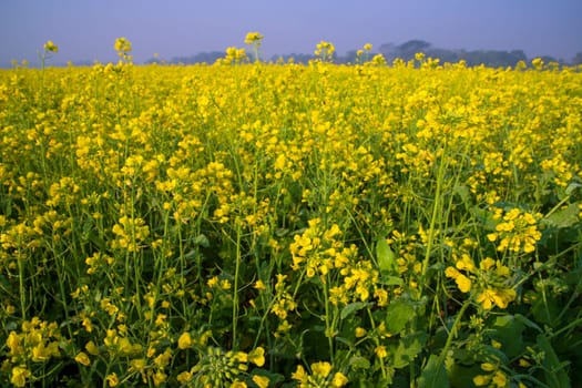 Beautiful Yellow Blooming rapeseed flower in the field natural Landscape view